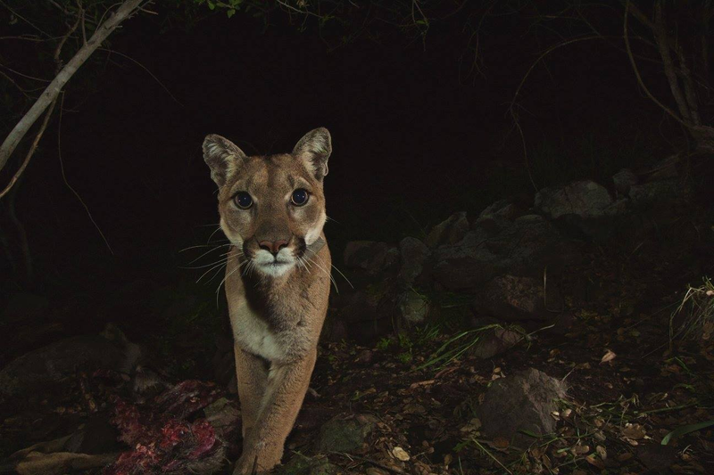 Illustration for article titled Oh Hai! Amazing Photos Capture LA's Newest Baby Mountain Lions